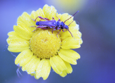 Azul1 c.jpg
